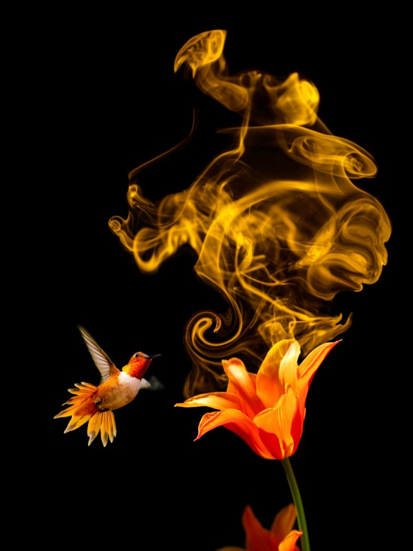 Stop and smell the colors - 7 of 8 by Rafael Ramirez